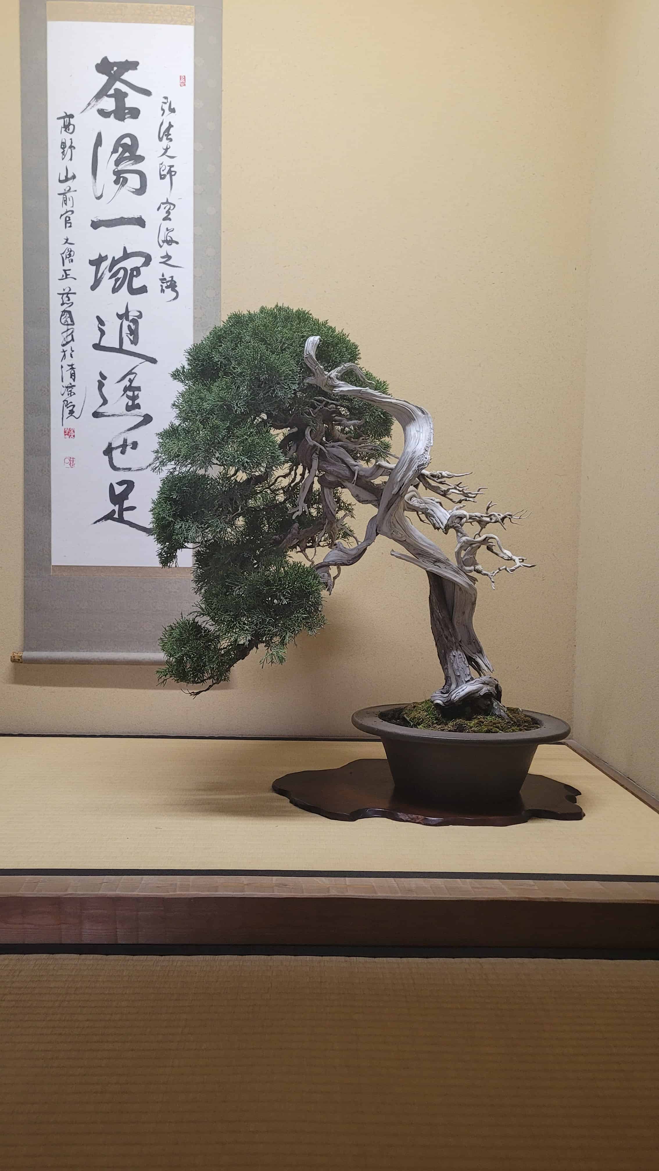 A juniper bonsai tree from kobayashi in Japan